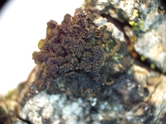 Lathagrium auriforme