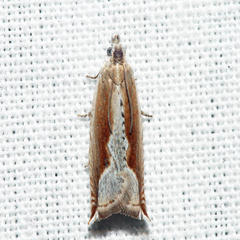 Ancylis diminuatana