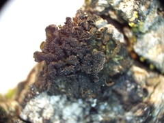 Lathagrium auriforme