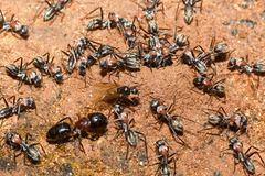 Camponotus ephippium