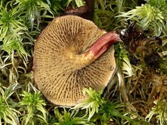 Suillus paluster