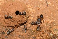 Camponotus ephippium