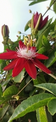 Passiflora