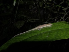 Anolis fuscoauratus