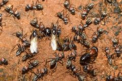 Camponotus ephippium
