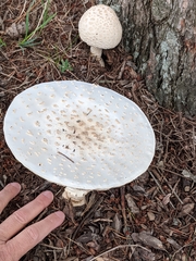 Amanita chrysoblema