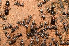 Camponotus ephippium