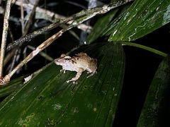 Pristimantis fenestratus