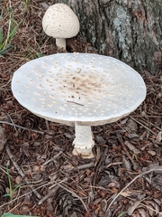 Amanita chrysoblema