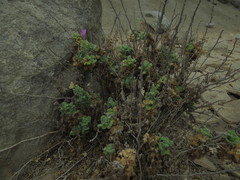 Cristaria integerrima