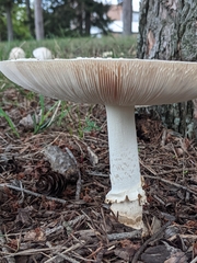 Amanita chrysoblema
