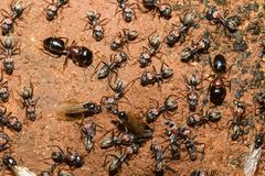 Camponotus ephippium