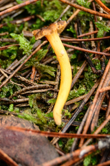 Craterellus lutescens