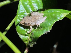 Pristimantis fenestratus