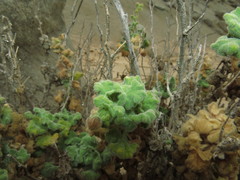 Cristaria integerrima