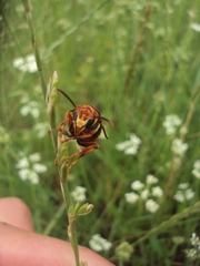 Montezumia ferruginea