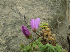 Cristaria integerrima