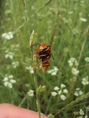 Montezumia ferruginea