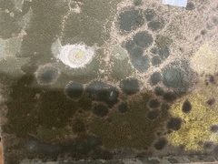 Lecanoromycetes