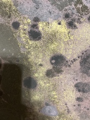 Lecanoromycetes