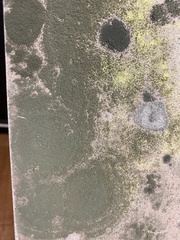 Lecanoromycetes