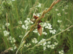 Montezumia ferruginea