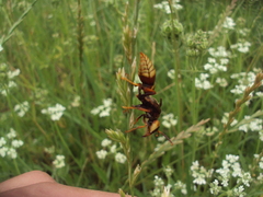 Montezumia ferruginea