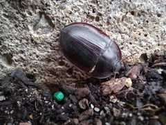 Pterohelaeus laticollis