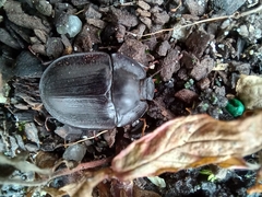 Pterohelaeus laticollis