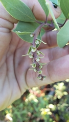 Arctostaphylos mewukka