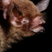 Moustached Bats - Photo (c) Alex Borisenko, Biodiversity Institute of Ontario, some rights reserved (CC BY-NC-SA)