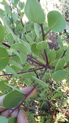 Arctostaphylos mewukka