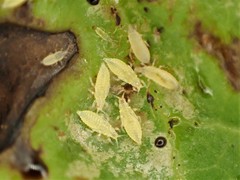 Heliothrips haemorrhoidalis