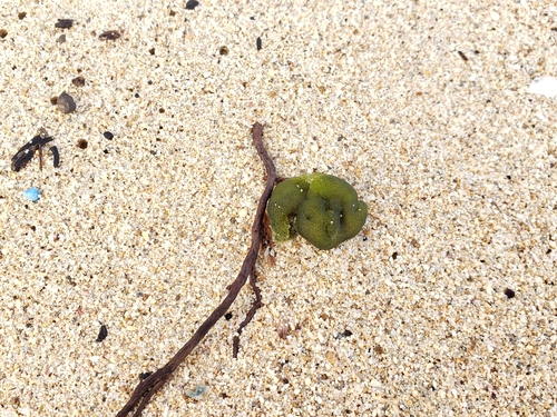 Codium arabicum observed 2021-11-27