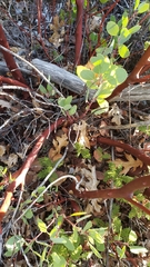 Arctostaphylos mewukka