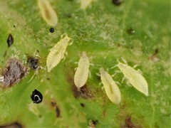 Heliothrips haemorrhoidalis