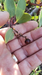 Arctostaphylos mewukka