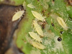 Heliothrips haemorrhoidalis