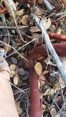 Arctostaphylos mewukka