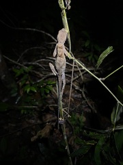 Anolis chrysolepis