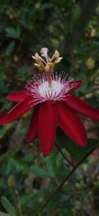Passiflora