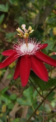 Passiflora
