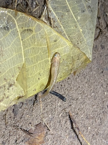 Kirovsky's killi (Laimosemion kirovskyi) — Rivulidae