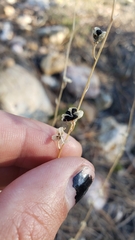 Chlorogalum grandiflorum