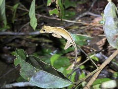 Anolis chrysolepis
