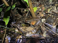 Leptodactylus pentadactylus