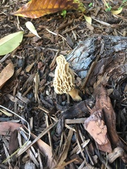 Morchella rufobrunnea