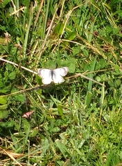 Heliopetes laviana