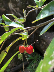 Malpighia fucata