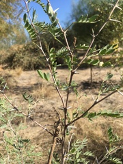 Prosopis pubescens